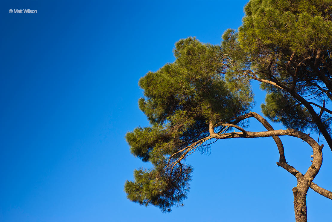 Tree in Rome against a blue sky