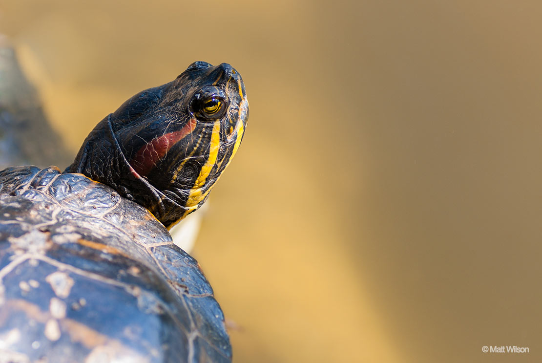 Tortoise sitting by a pool